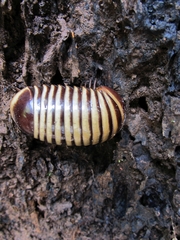 Arthrosphaera
