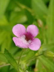 Limnophila aromatica