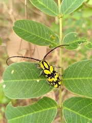 Tragocephala variegata
