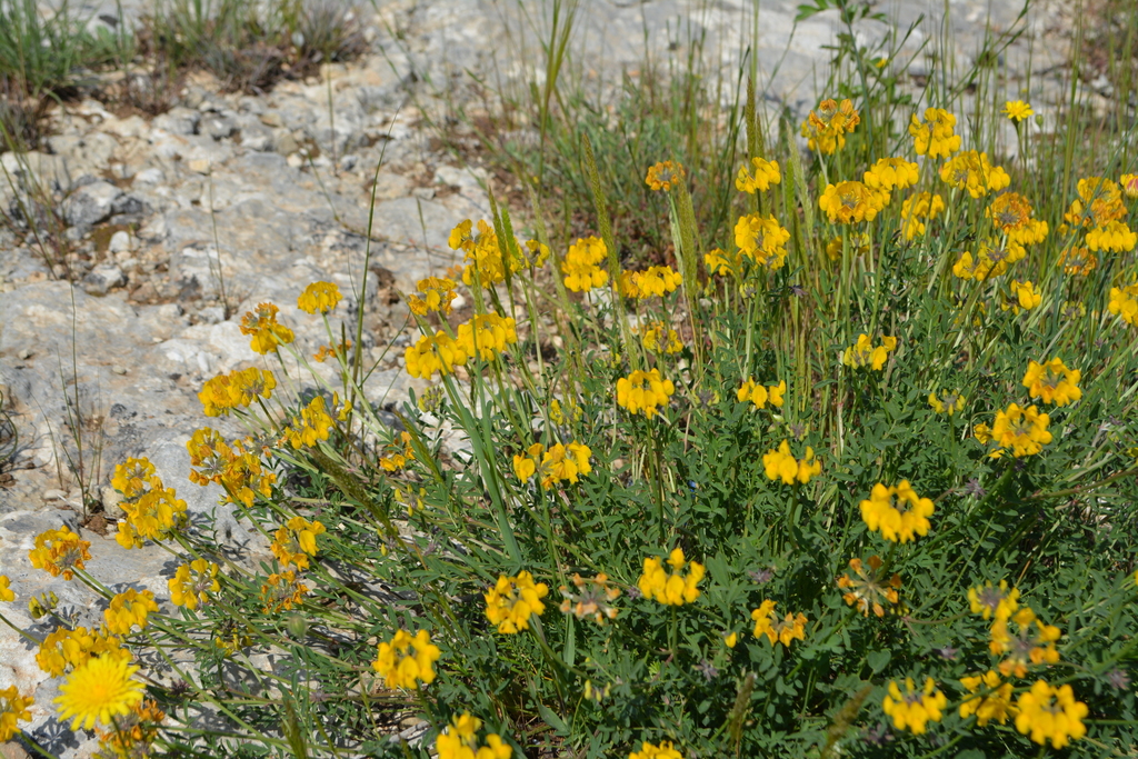 Hippocrepis glauca