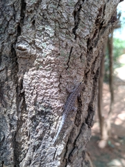 Lygodactylus capensis