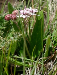Asclepias humilis