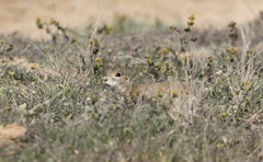 Spermophilus pygmaeus