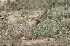 Spermophilus pygmaeus