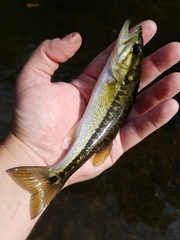 Micropterus henshalli