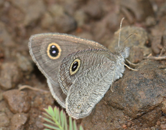 Ypthima asterope mahratta