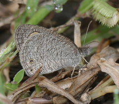Ypthima asterope mahratta