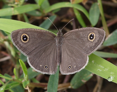Ypthima asterope mahratta