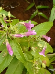 Limnophila aromatica