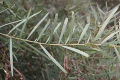 Acacia iteaphylla