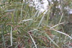 Acacia iteaphylla