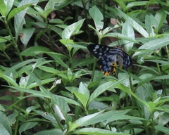 Dysphania glaucescens