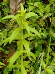 Limnophila aromatica