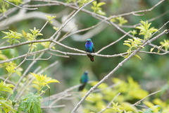 Campylopterus falcatus