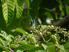 Graphium sarpedon luctatius