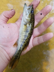 Micropterus cahabae