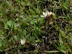 Ornithogalum sephtonii
