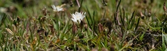 Ornithogalum sephtonii