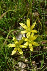 Gagea peduncularis