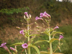 Limnophila aromatica