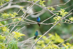 Campylopterus falcatus