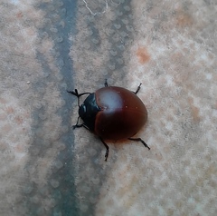 Aegithus clavicornis