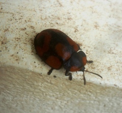 Botanochara angulata