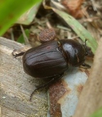 Diloboderus abderus
