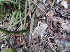 Lepismium cruciforme