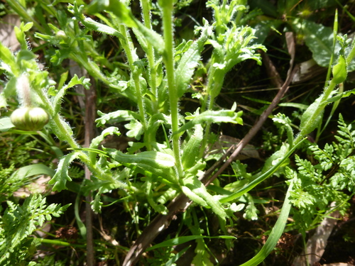 Image of Brachyscome diversifolia by (c) Kiri Bee, some rights reserved (CC BY)