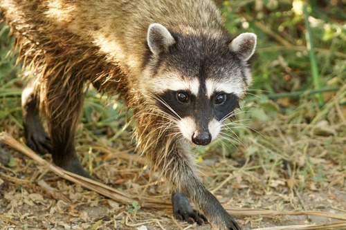 iNaturalist observation photo of Common Raccoon