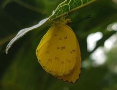 Eurema blanda