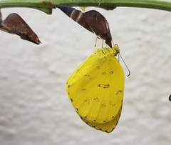 Eurema blanda