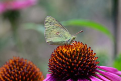 Colias electo electo