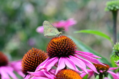 Colias electo electo