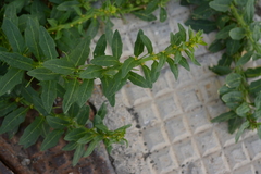 Sisymbrium polyceratium