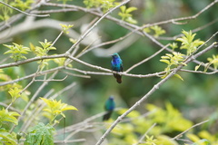 Campylopterus falcatus