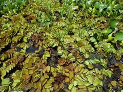 Salvinia auriculata