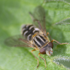 Anasimyia interpuncta