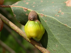 Apiomorpha spinifer