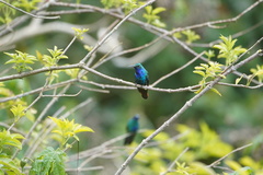 Campylopterus falcatus