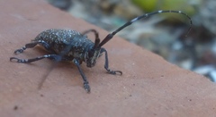 Neodillonia albisparsa