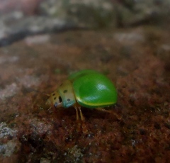 Platyphora quadrisignata