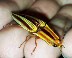 Semiotus serraticornis