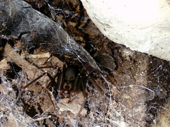 Loxosceles misteca
