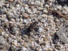 Cicindela gemmata