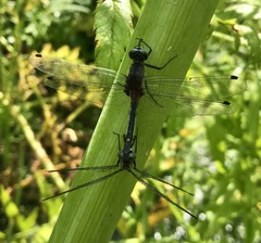 Leucorrhinia orientalis
