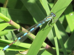 Coenagrion lanceolatum