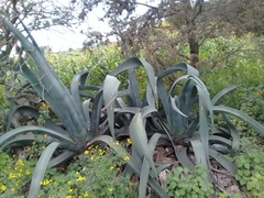 Agave mapisaga