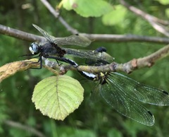 Leucorrhinia orientalis